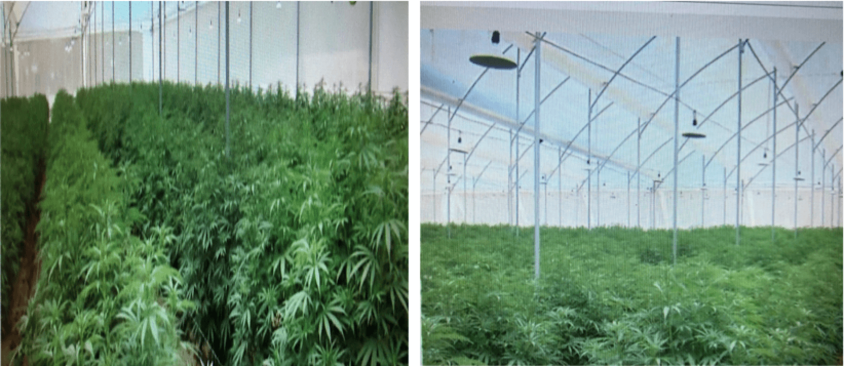 cannabis fase de crecimiento