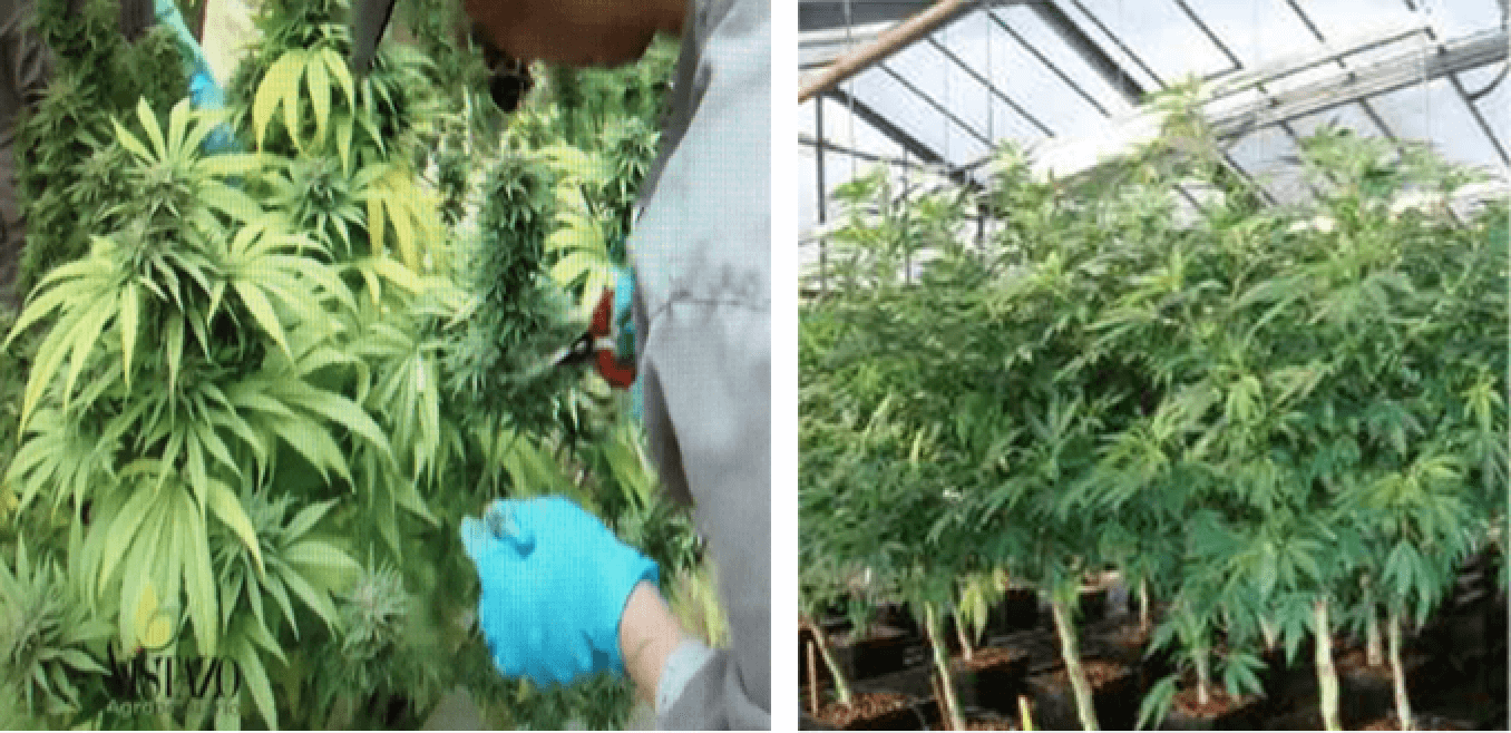 Cannabis fase desarrollo vegetativo