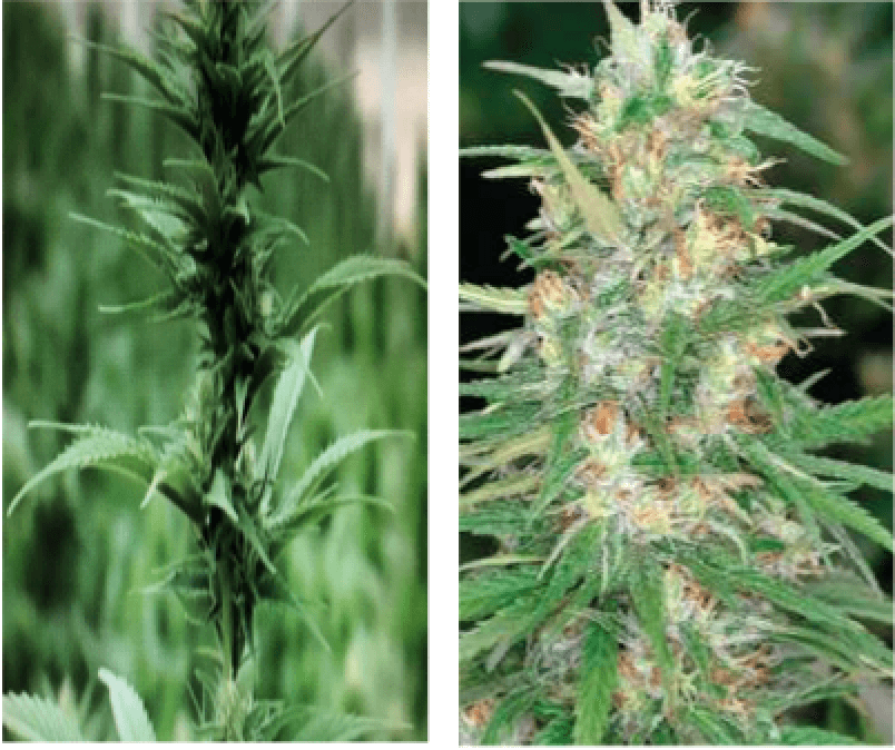Cannabis estado de cosecha