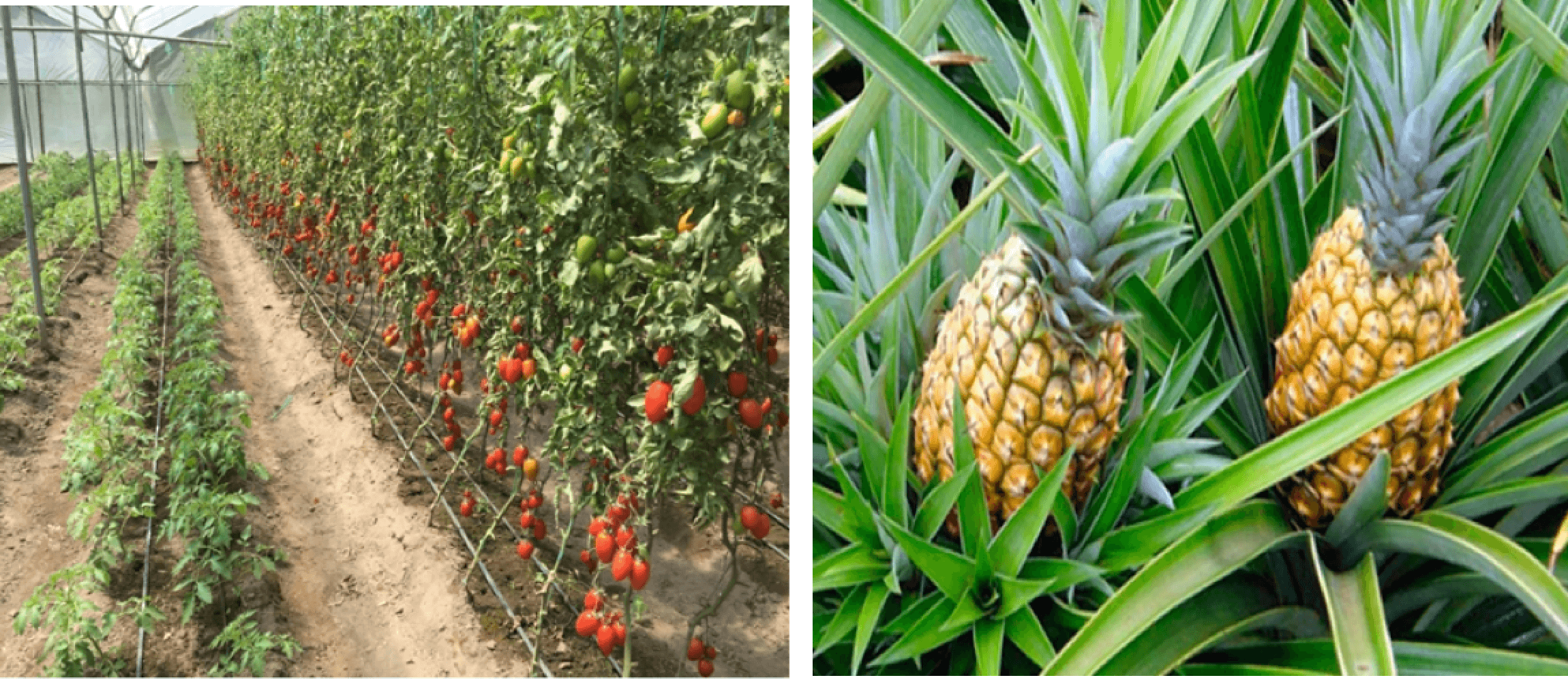 Plantaciones Tomate y Pina